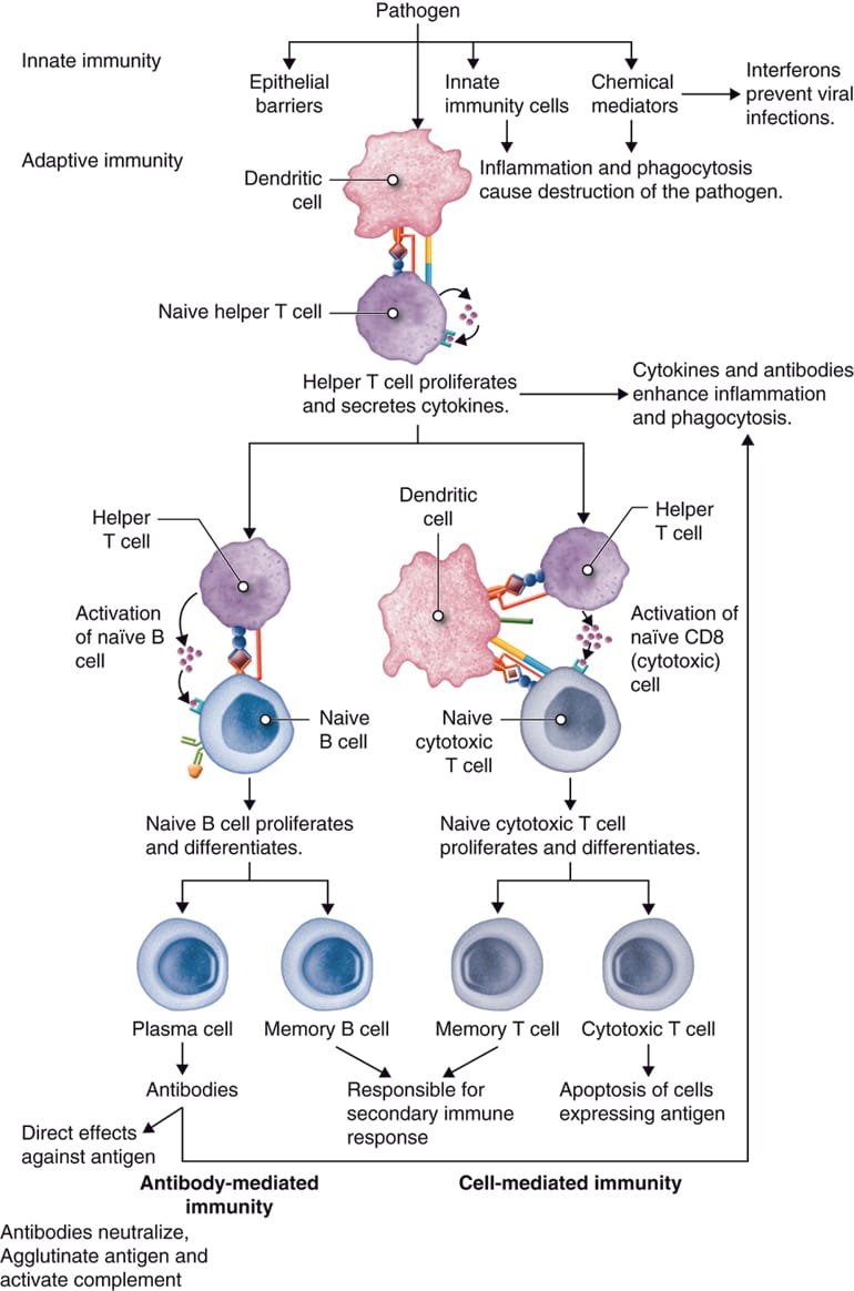 कोशिका, विषाणु और विकास से जुड़े महत्वपूर्ण MCQs के लिए डायग्राम